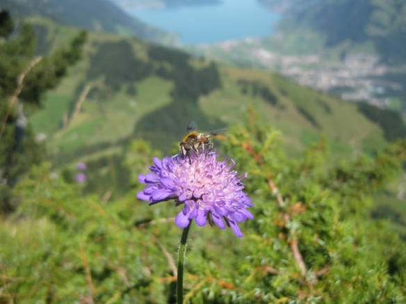 Wild Bee on Mountain Flower Wild Bee on Mountain Flower
