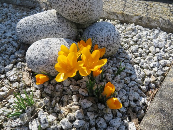Crocus
