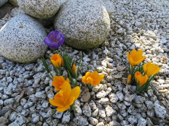 Crocus
