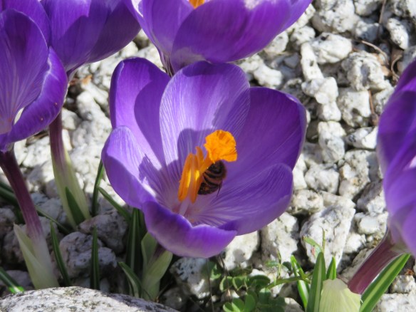 Crocus