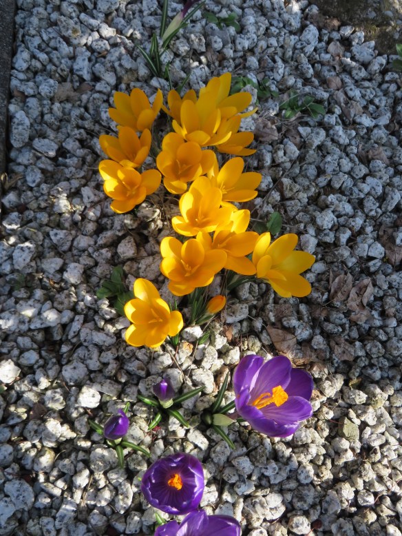 Crocus