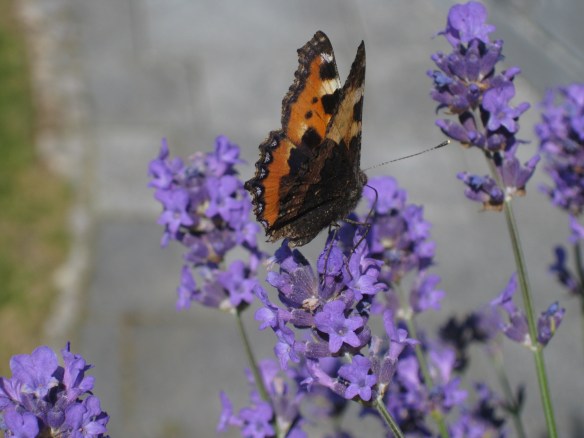 Lavender and Butterfly