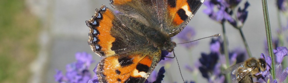 Lavender and Butterfly