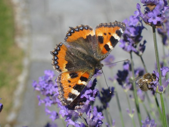 Lavender and Butterfly