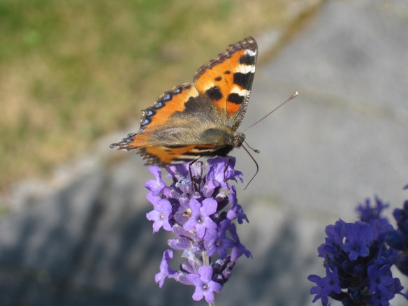 Lavender and Butterfly