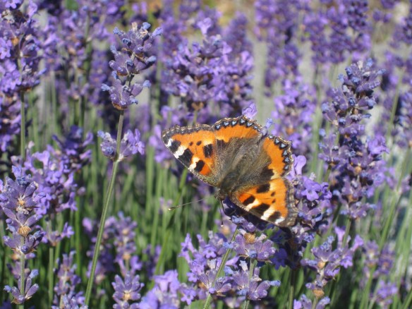 Lavender and Butterfly