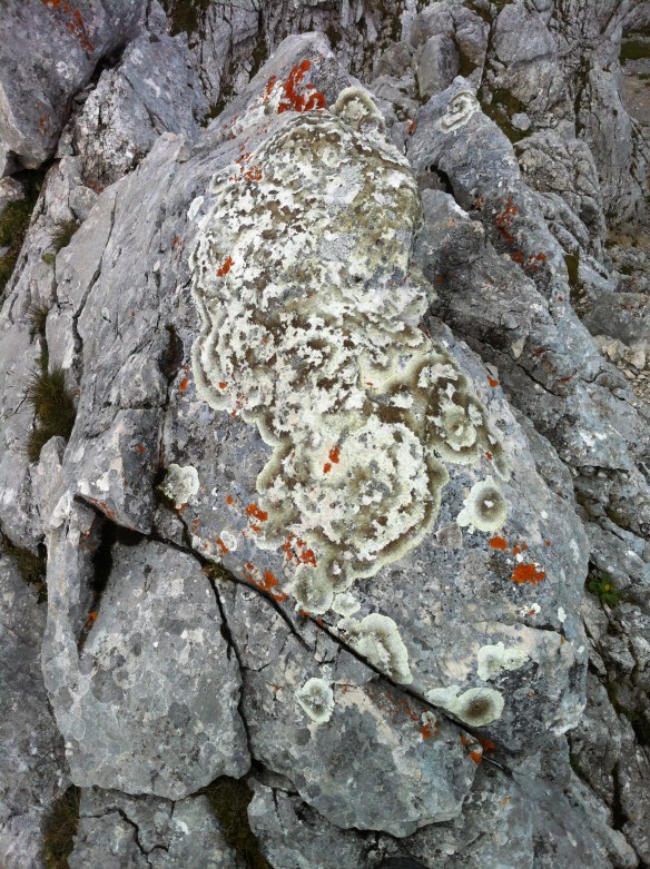 Lichen