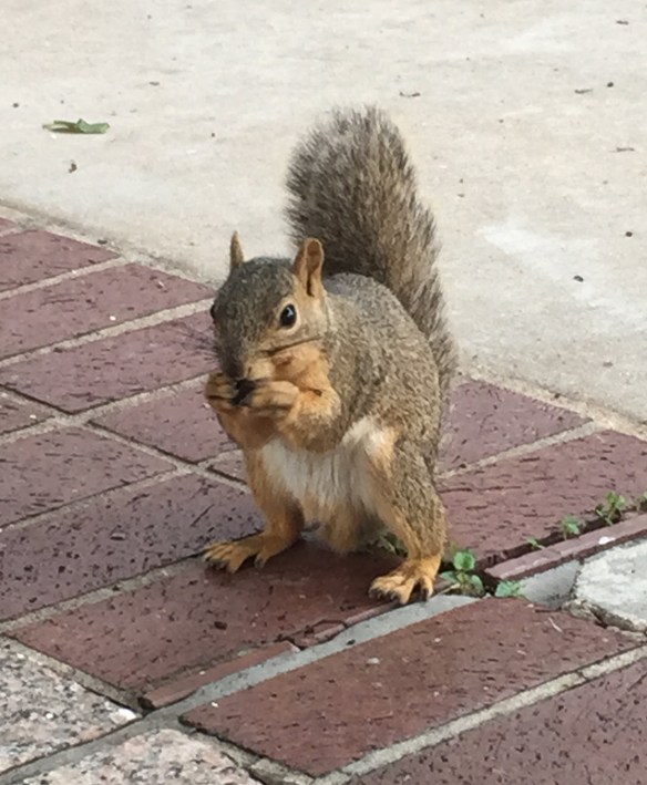 Austin Squirrel