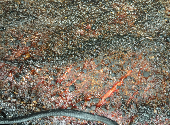 Brisket Surface Detail