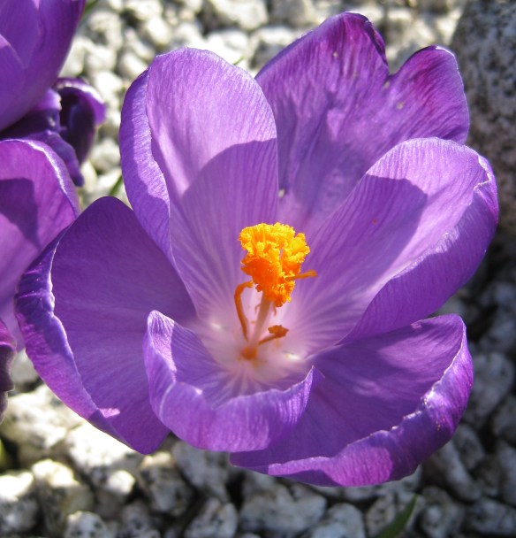 Crocus Flower