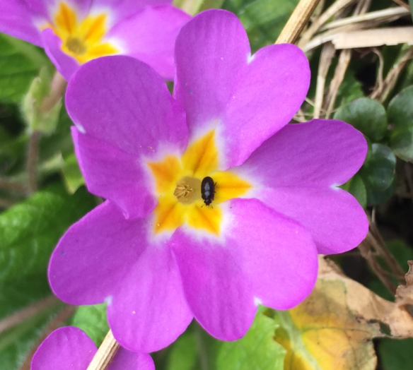 Primula with Bug