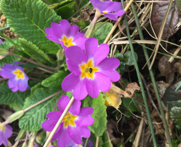 Primula with Bug
