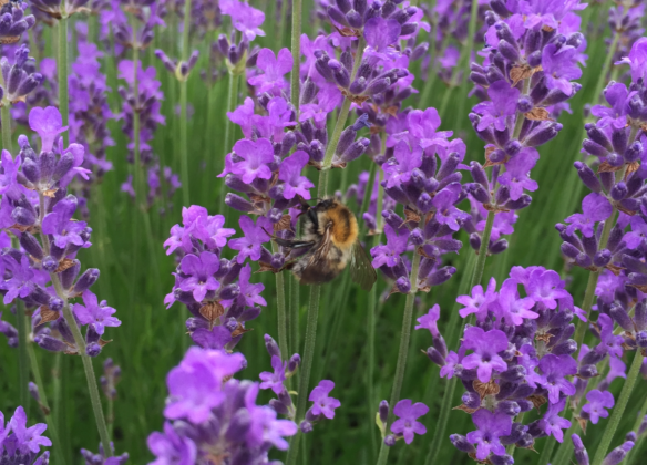 Bee inside Lavandula