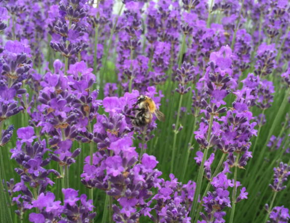 Bee with Lavandula