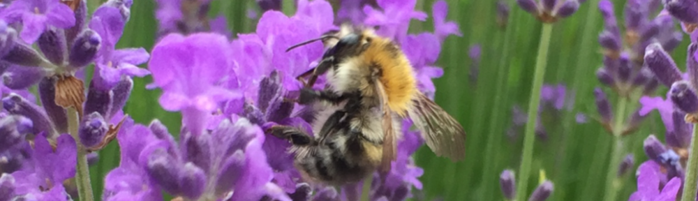 Bee on Lavender
