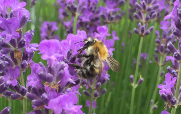 Bee on Lavender