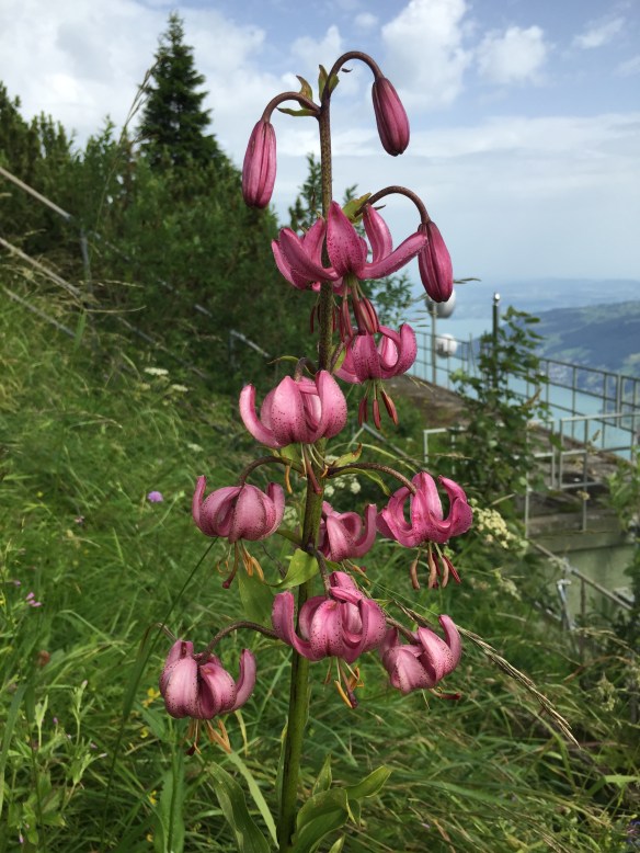 Lilium Martagon on Rigi Scheidegg