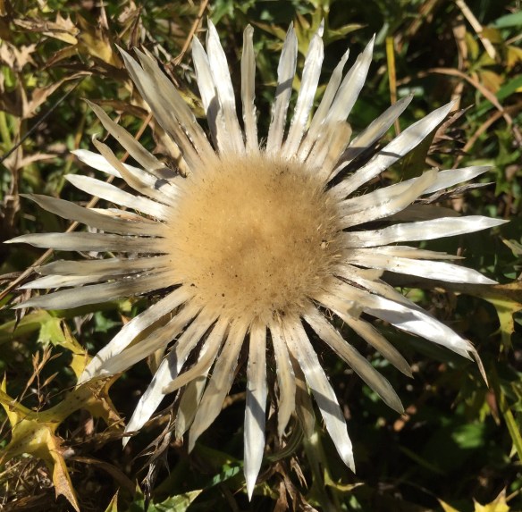 White Silberdistel