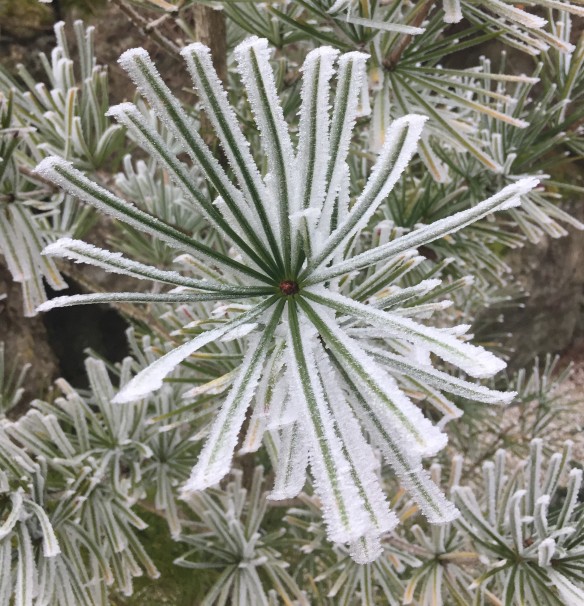 Frosted Sciadopitys Leaves