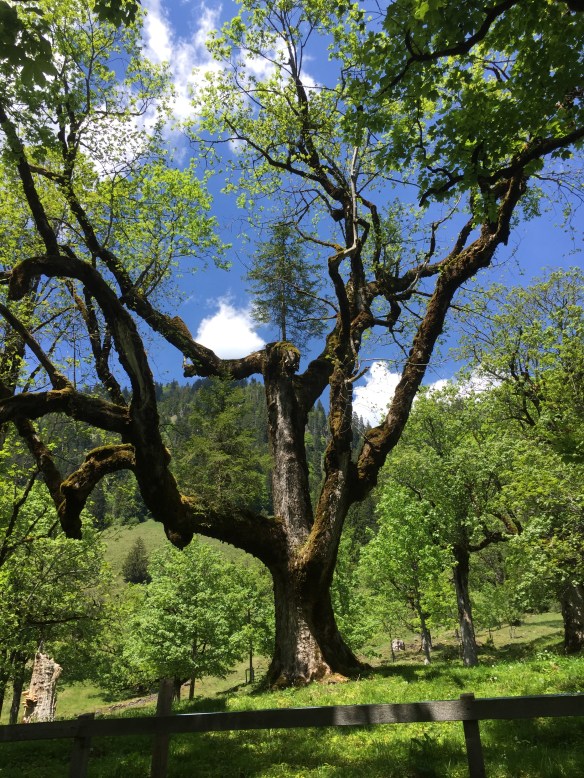 Trees growing on a tree