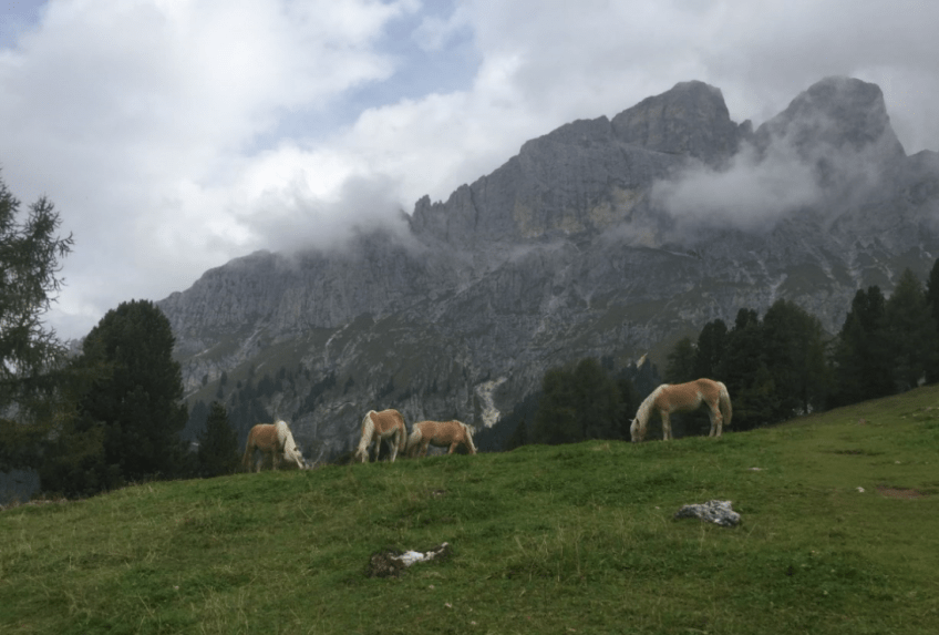 Horses in front of the Tschaminspitze