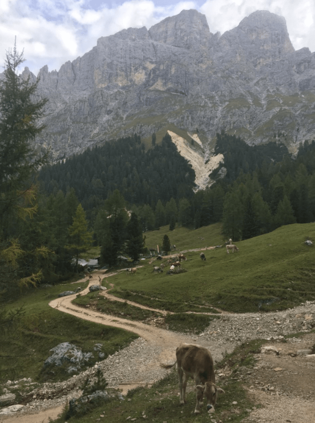 Cows around Haniger Schwaige