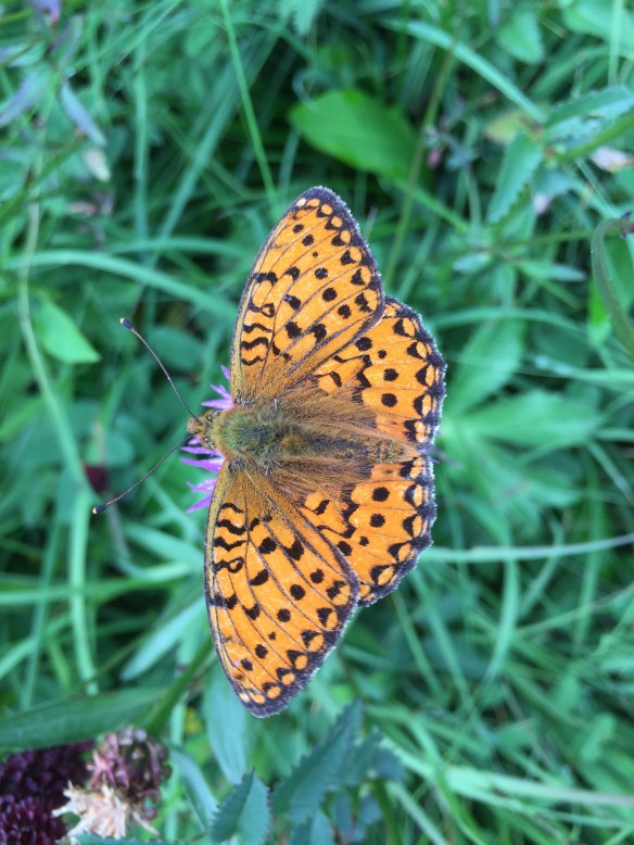 Argynnis