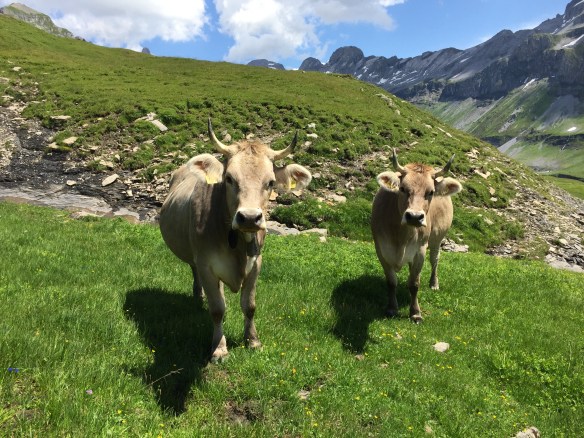 Kühe auf Glattalp