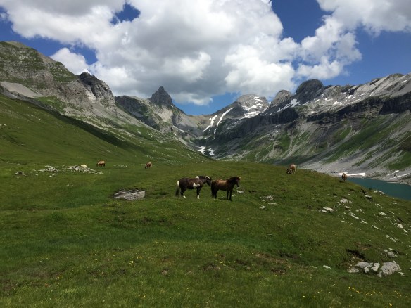 Pferde auf Glattalp
