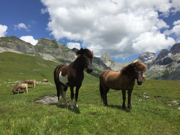 Ross und Kühe auf Glattalp