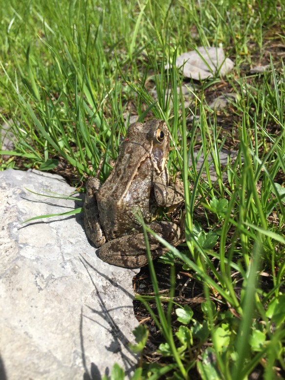 Frosch auf Glattalp