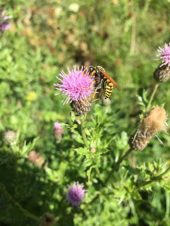 Wasp on Alpine Flower
