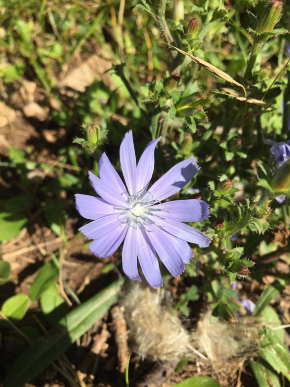 Alpine Flower