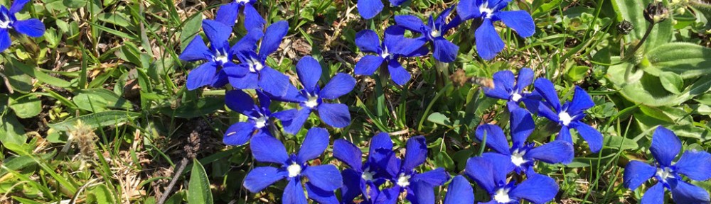 Gentiana Verna Group