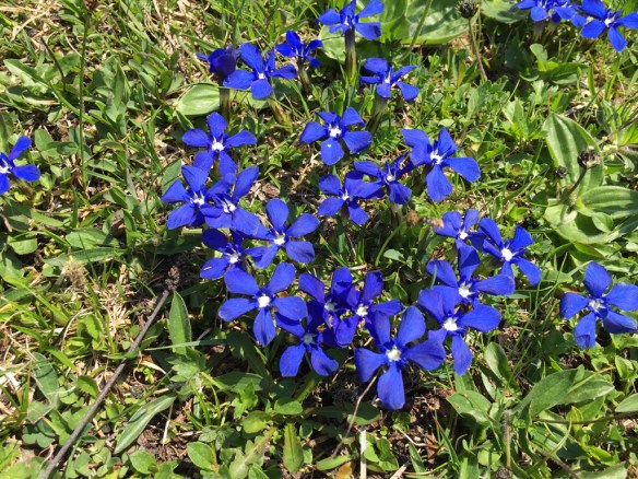 Gentiana Verna Group