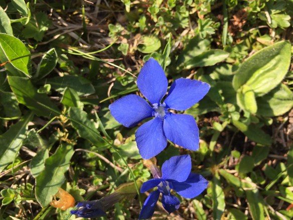 Gentiana Verna