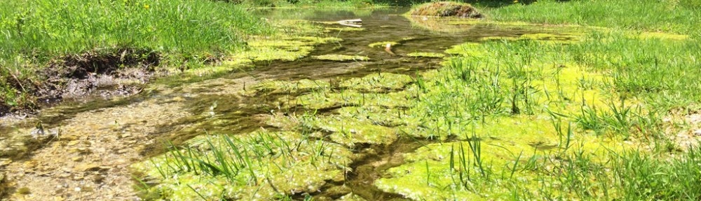 Green Algae