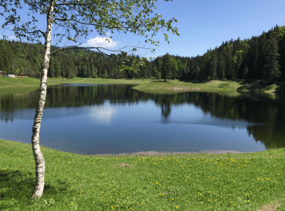 Lottensee with Tree