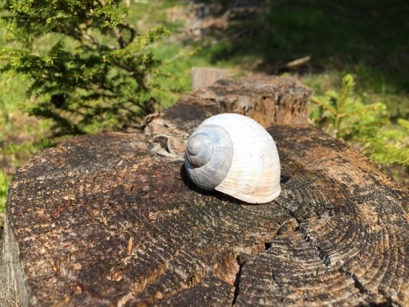 Snail on a trunk