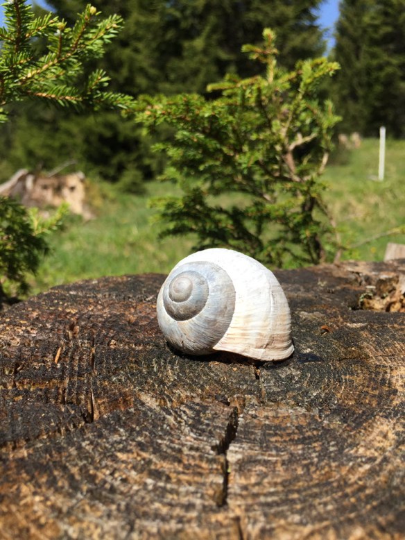 Snail Shell