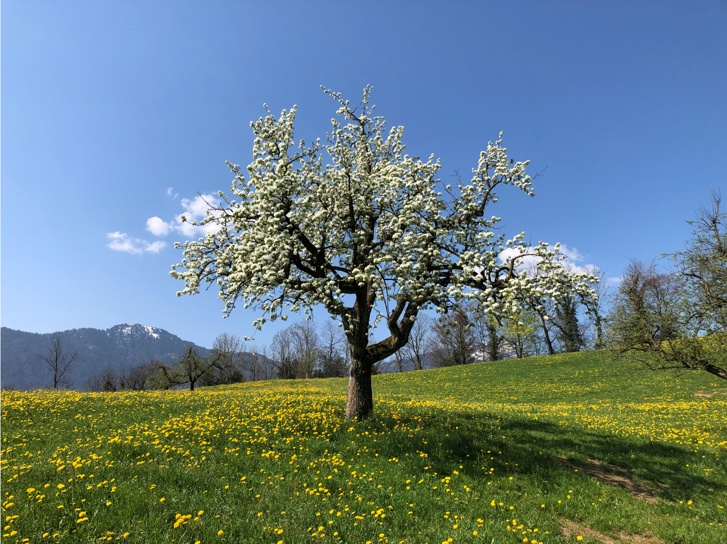 Blooming Pear Tree