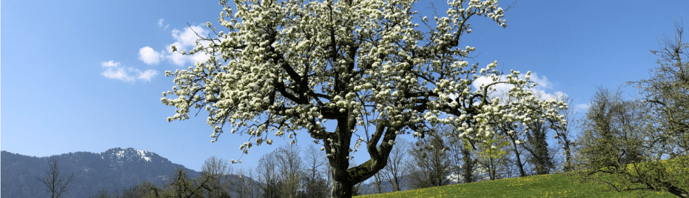 Blooming Pear Tree