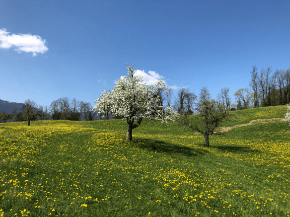Easter Blooming Tree