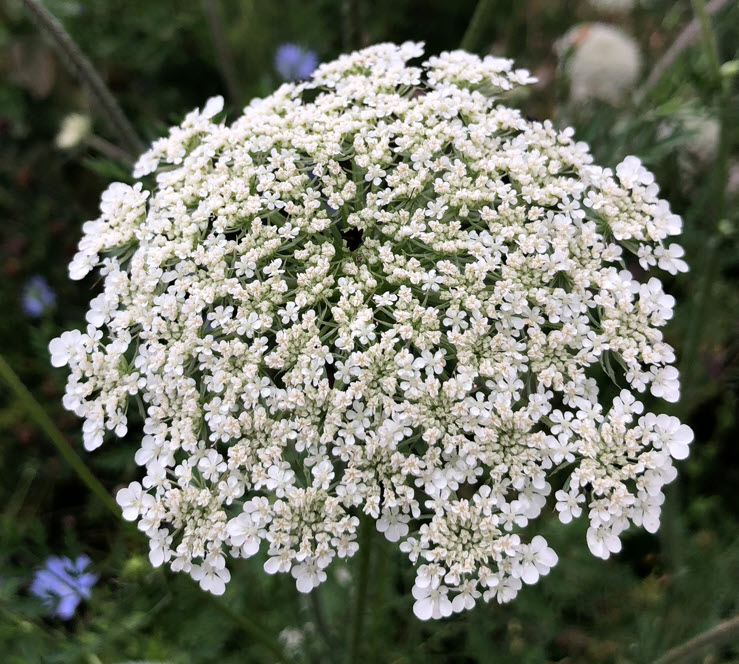 Mysterious black dot