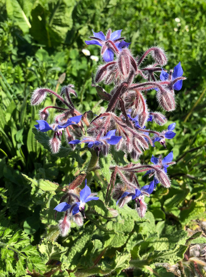 Borage, Borretsch, Borago Officinalis