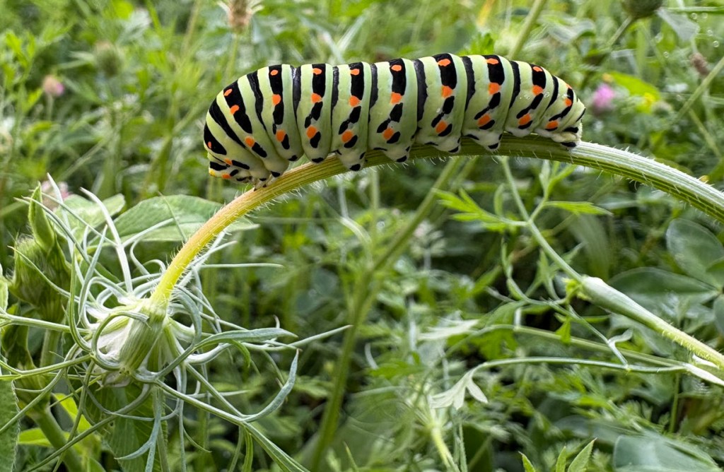 Caterpillar on wild carrot