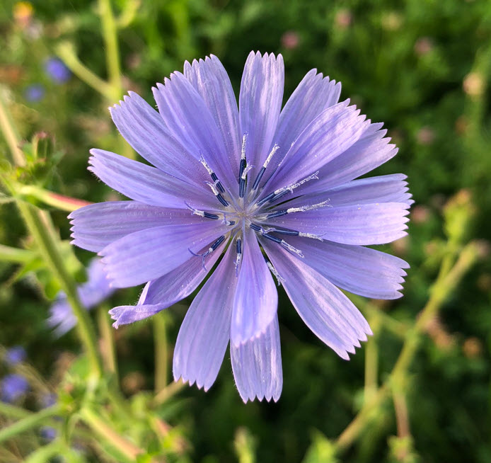 Cichorium, Wegwarte
