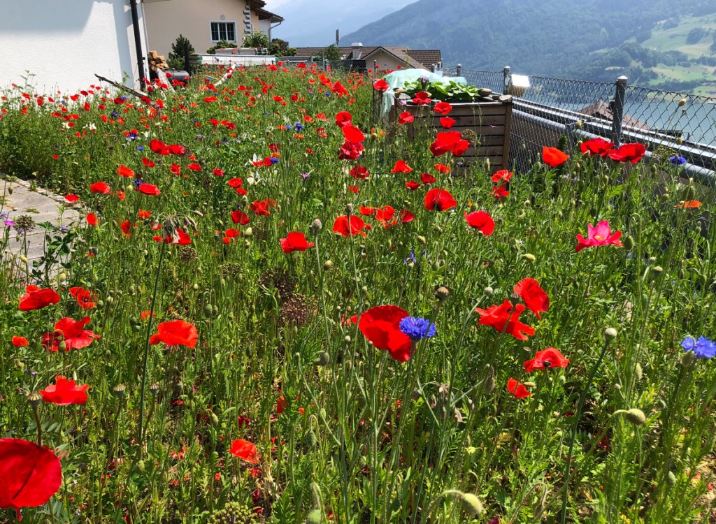 corn poppy, Klatschmohn