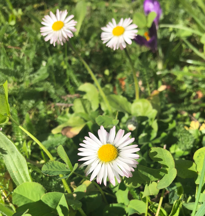 Daisy, Gänseblümchen, Bellis Perenis