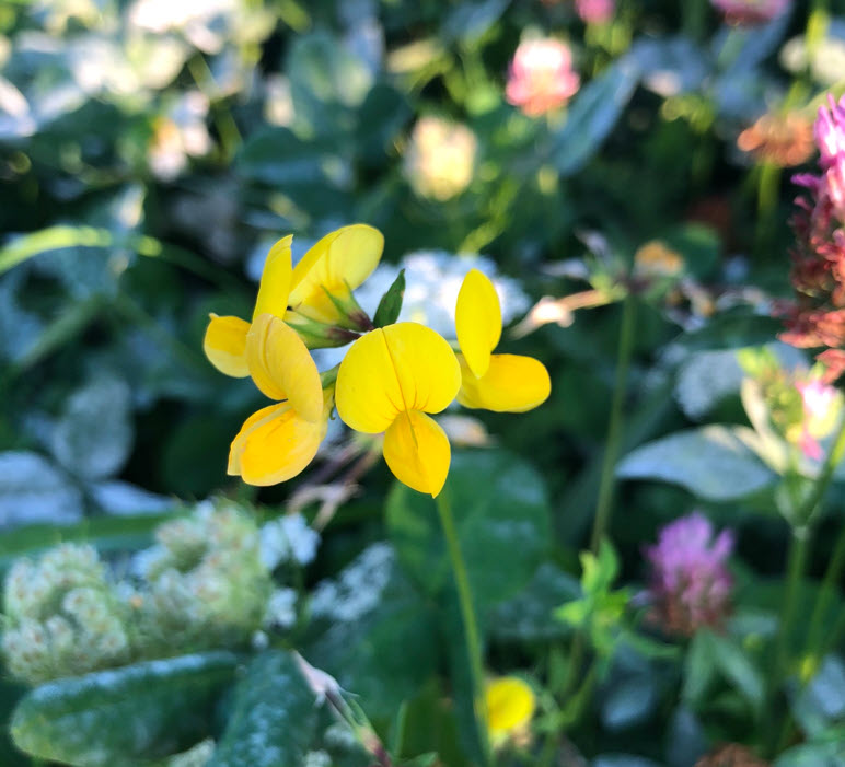 Bird's foot trefoil, Hornklee, Lotus Corniculatus